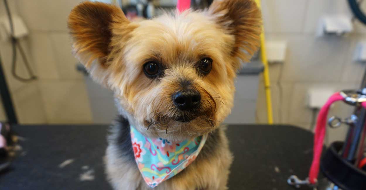 Best Dog Grooming in Chicago | Tucker Pup&rsquo;s Pet Resort