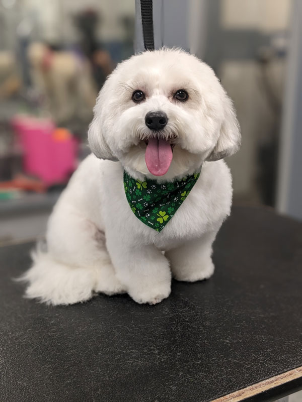 High Quality Dog Grooming in Chicago's West Loop
