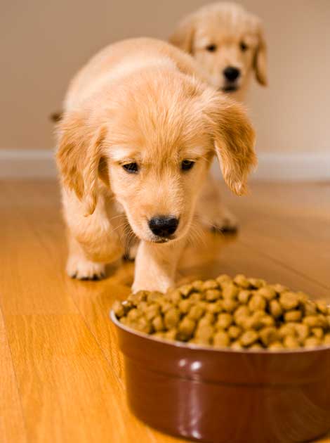 Puppy Food Chicago