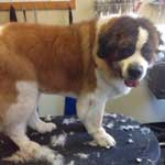 Grooming St. Bernard Chicago
