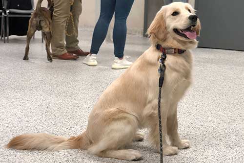 Adult Manners Dog Training Classes in Chicago