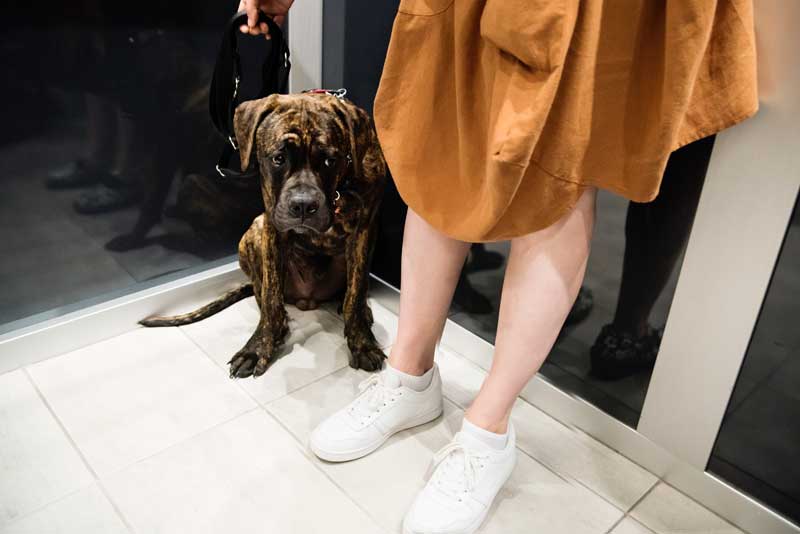 Anxious Dog on Elevator