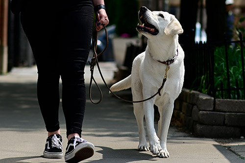 Dog Training Obedience Classes Chicago