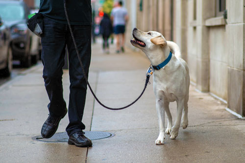 Dog deals walking trainers