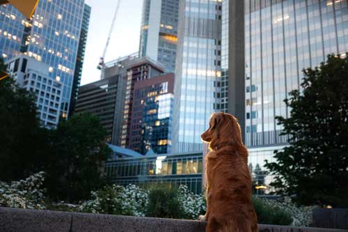 Dog Training Program for Dogs in Downtown Chicago