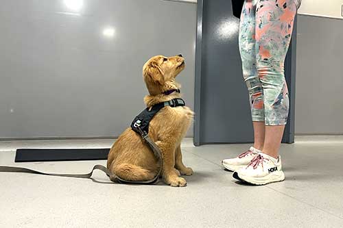 Puppy Obedience Classes Chicago