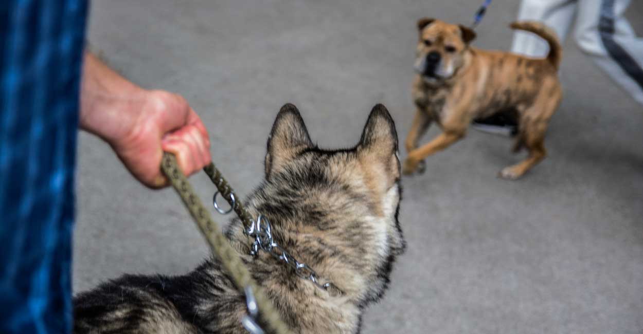 Dog Reactivity Training Options in Chicago