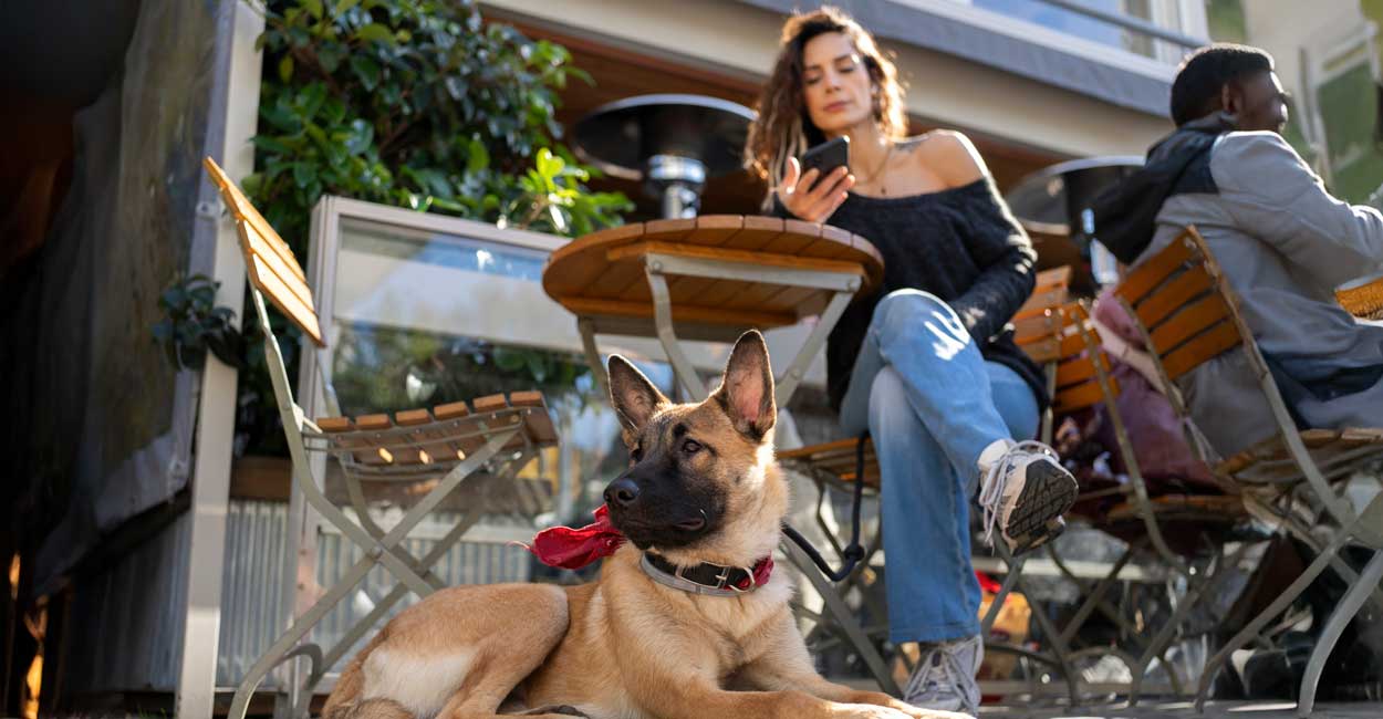 Train my Dog for Outdoor Cafe in Chicago