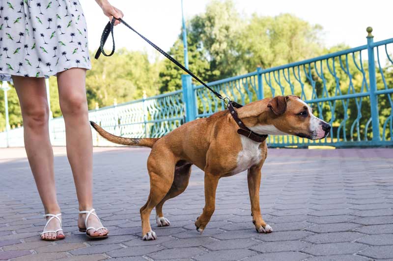 Dog Distracted on Leash