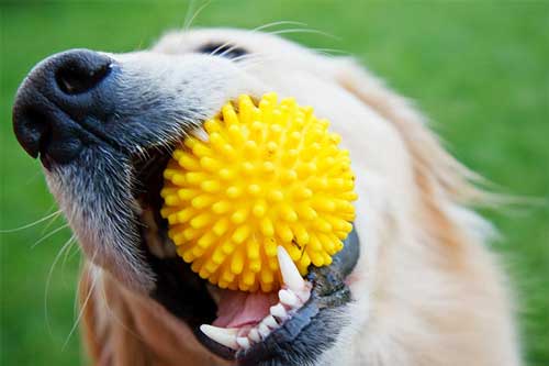Dog Training Chicago Drop Object