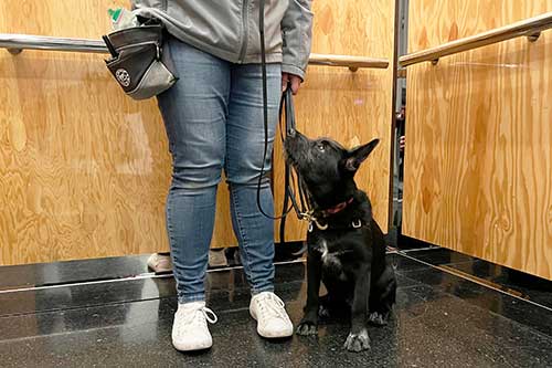 Dog Training Chicago Riding the Elevator