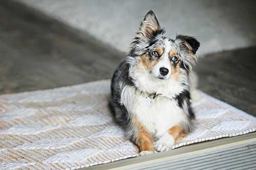 Dog Training Go To Mat