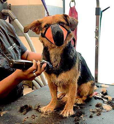 Watch a free webinar about dog training