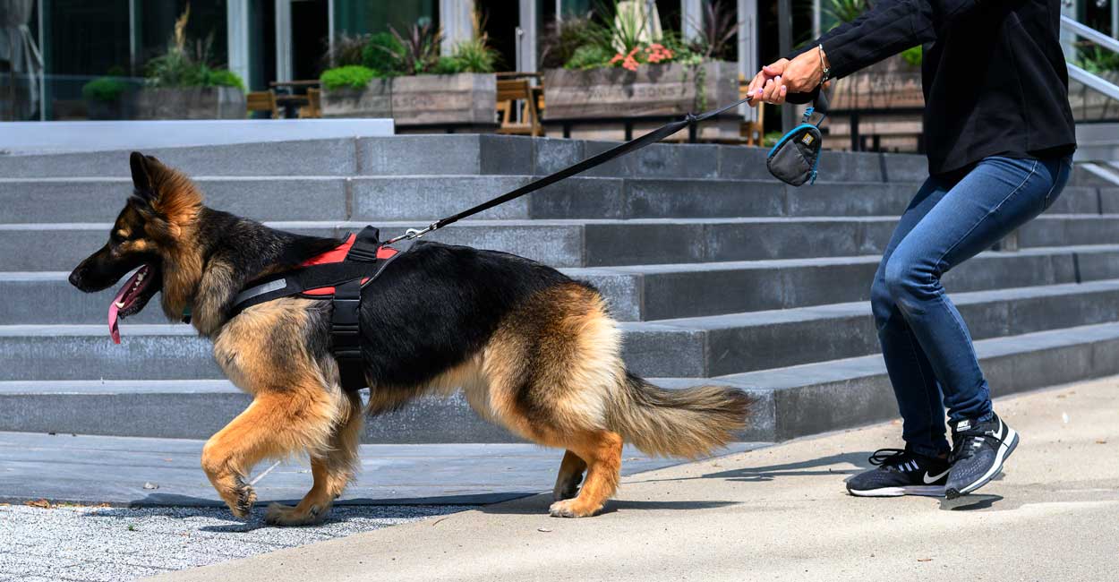 Dog Manners Training Options in Chicago