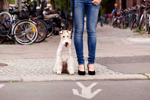 Adult Dog Manners Training Program Classes Chicago