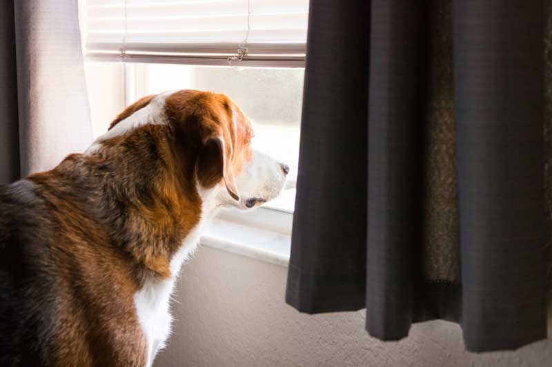 Dog Looking Sadly Out of the Window When Owner Leaves
