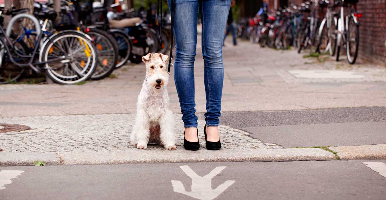 Dog Manners Program Chicago