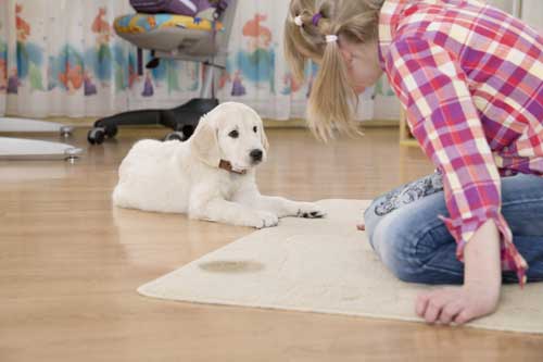 Dog Training Chicago Marking