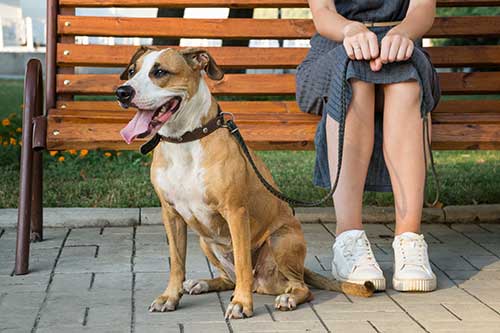 Dog Sitting Nicely at Park Bench in Chicago