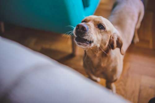 Training a Dog in Chicago to Stop Barking