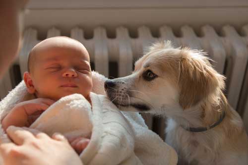 Dog Training in Chicago for Intro to Baby