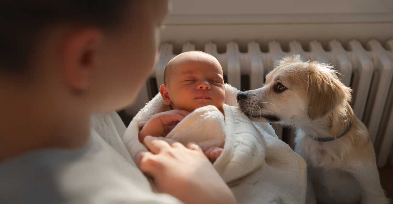 Training a Rescue Dog in Chicago