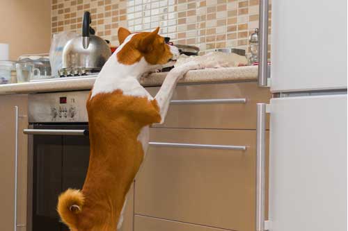 Dog Training Counter Surfing Chicago