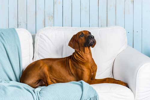 Dog Training Furniture Chicago