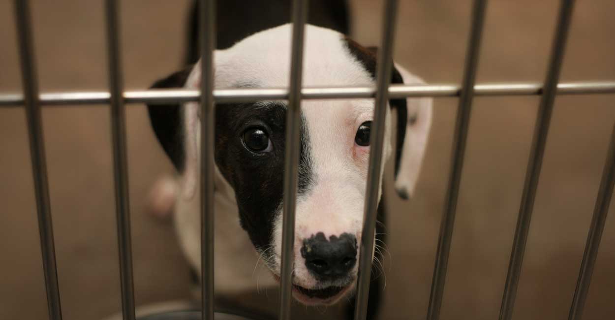 Dog Training Options in Chicago for Life Changes