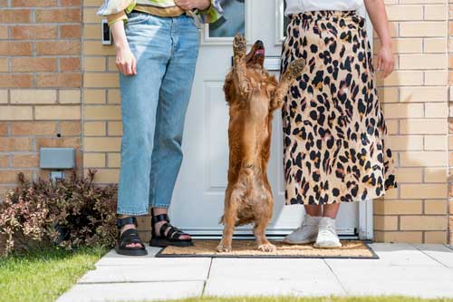 Dog Training Person at Front Door Chicago