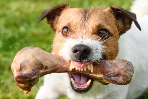 Dog Training Resource Guarding Chicago