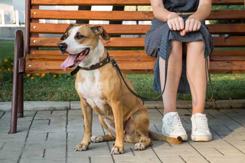 Dog Training Chicago Self Control