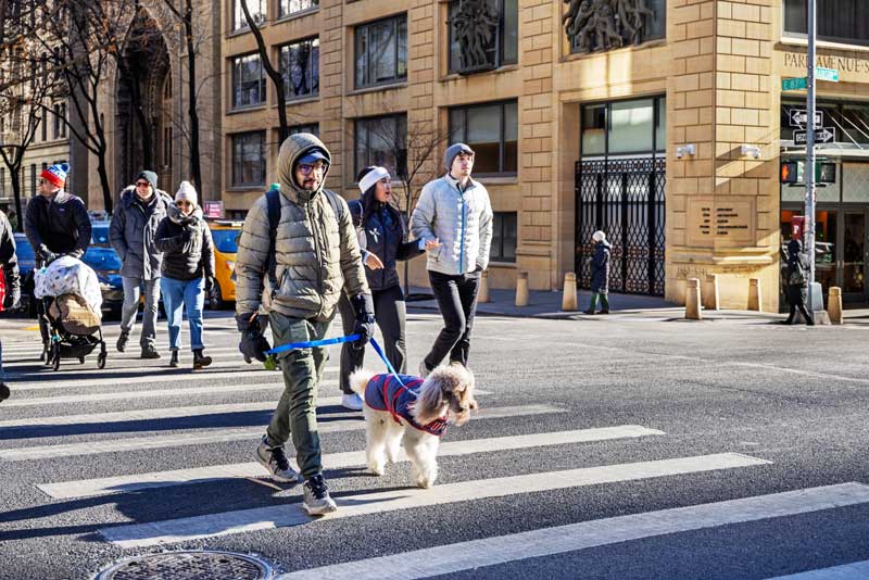 Dog in Downtown Highrise Walking in Narrow Hallway