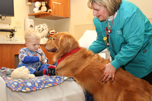 Therapy Dog Preparation Chicago