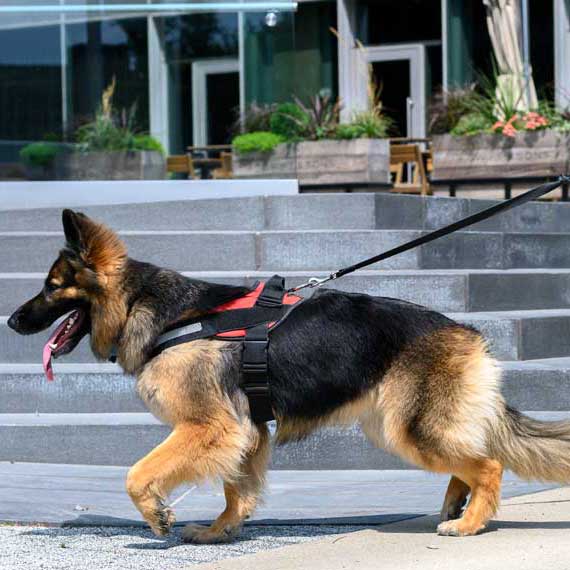 Watch a free webinar about dog training
