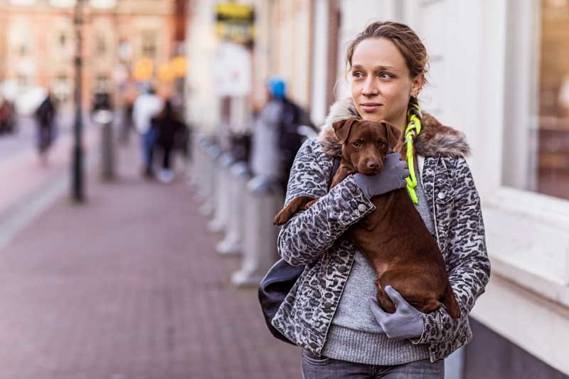 Embarrassed Owner Holding Reactive Dog