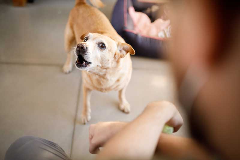 Leash Reactive Behaviors We Can Help You With