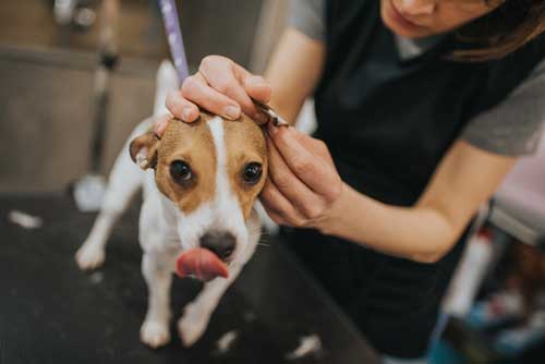 Dog Training Handling for Ears