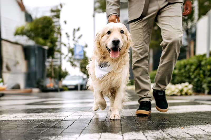 Scared Dog Between Owner Legs