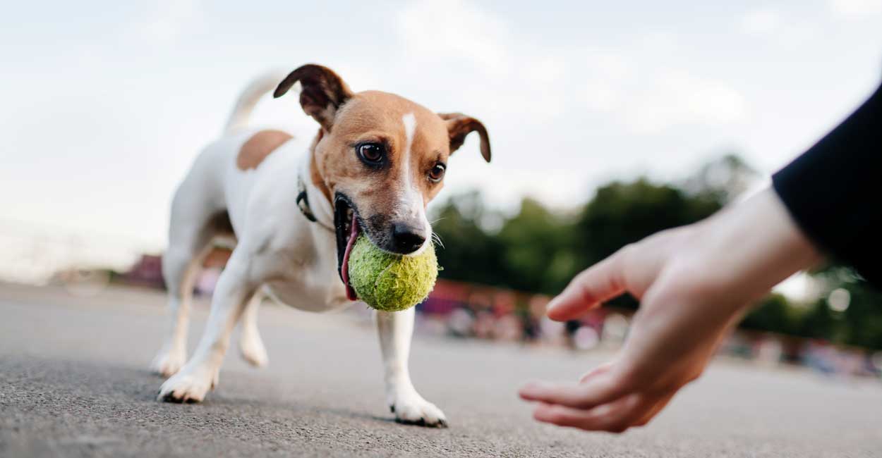 best dog trainer in the world