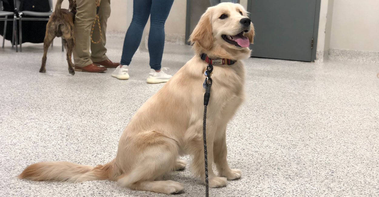 Chicago Dog Training