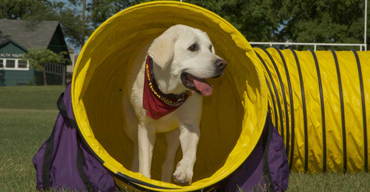 Best Dog Agility Training in Chicago Tucker Pup's Pet Resort