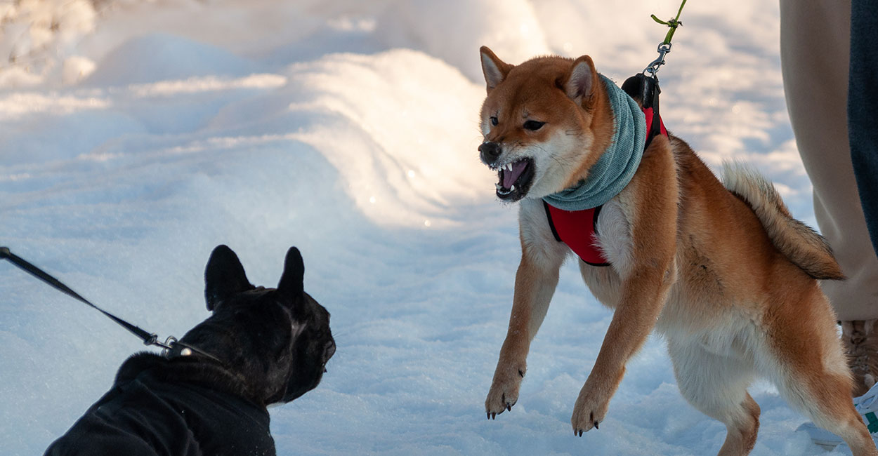 Dog Behavioral Training in Chicago