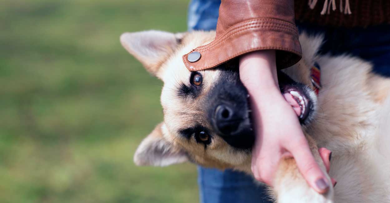 Private Lessons vs. Group Dog Training Classes