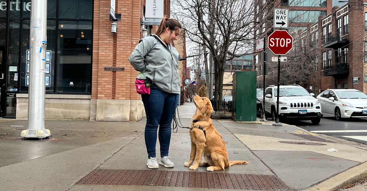 Free Dog Training Consultation in Chicago | Tucker Pup's