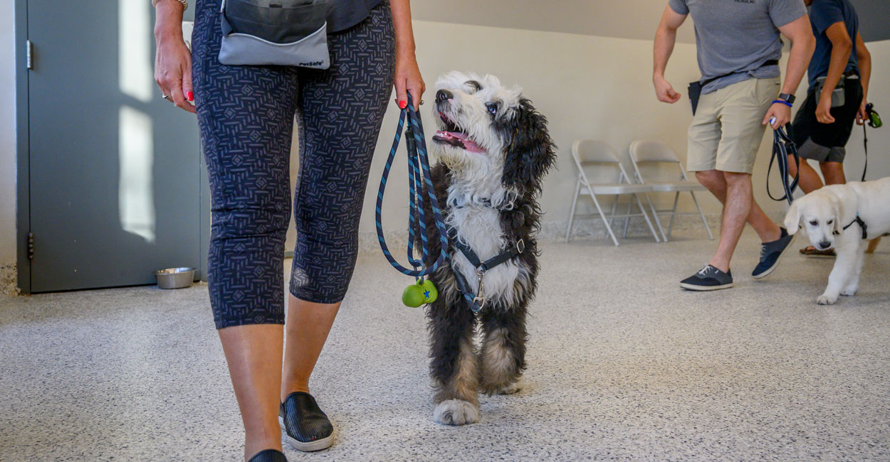 Dog Obedience Training Classes Chicago
