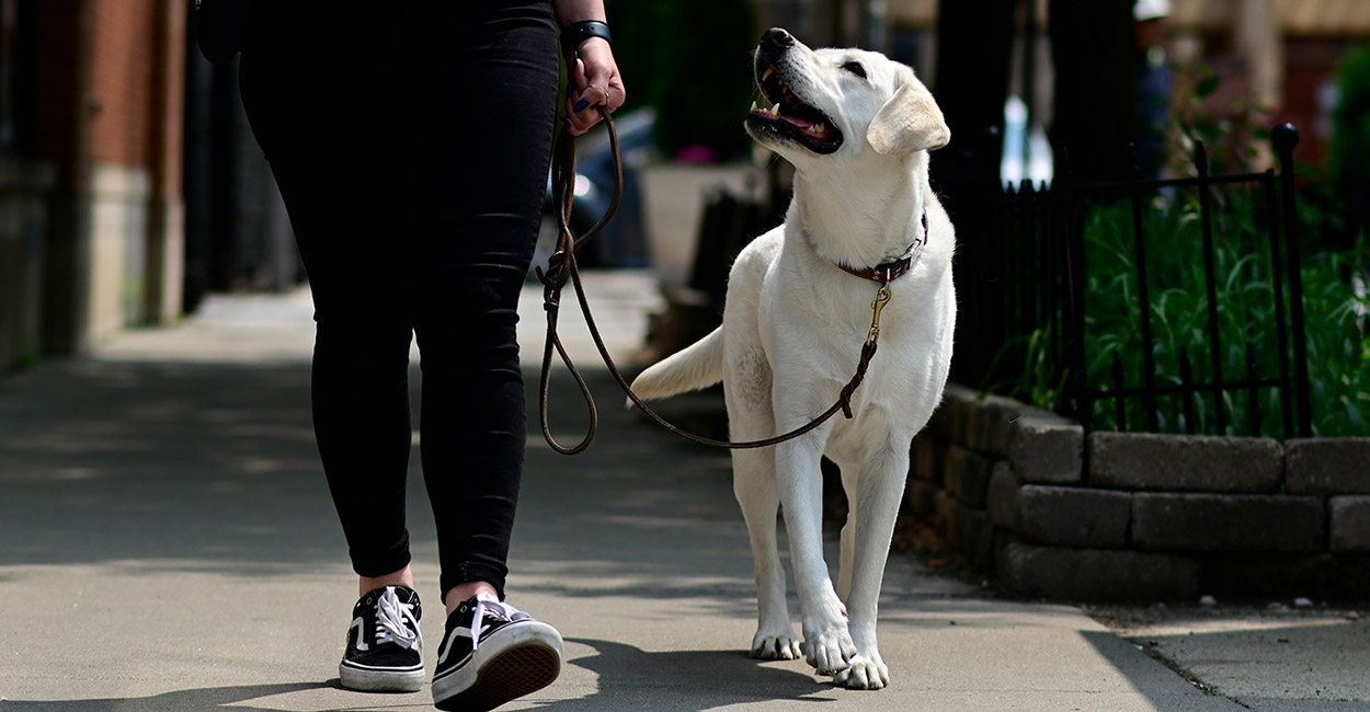 Best Dog Training in Chicago