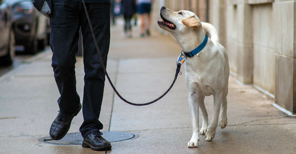 Best Dog Training in Chicago