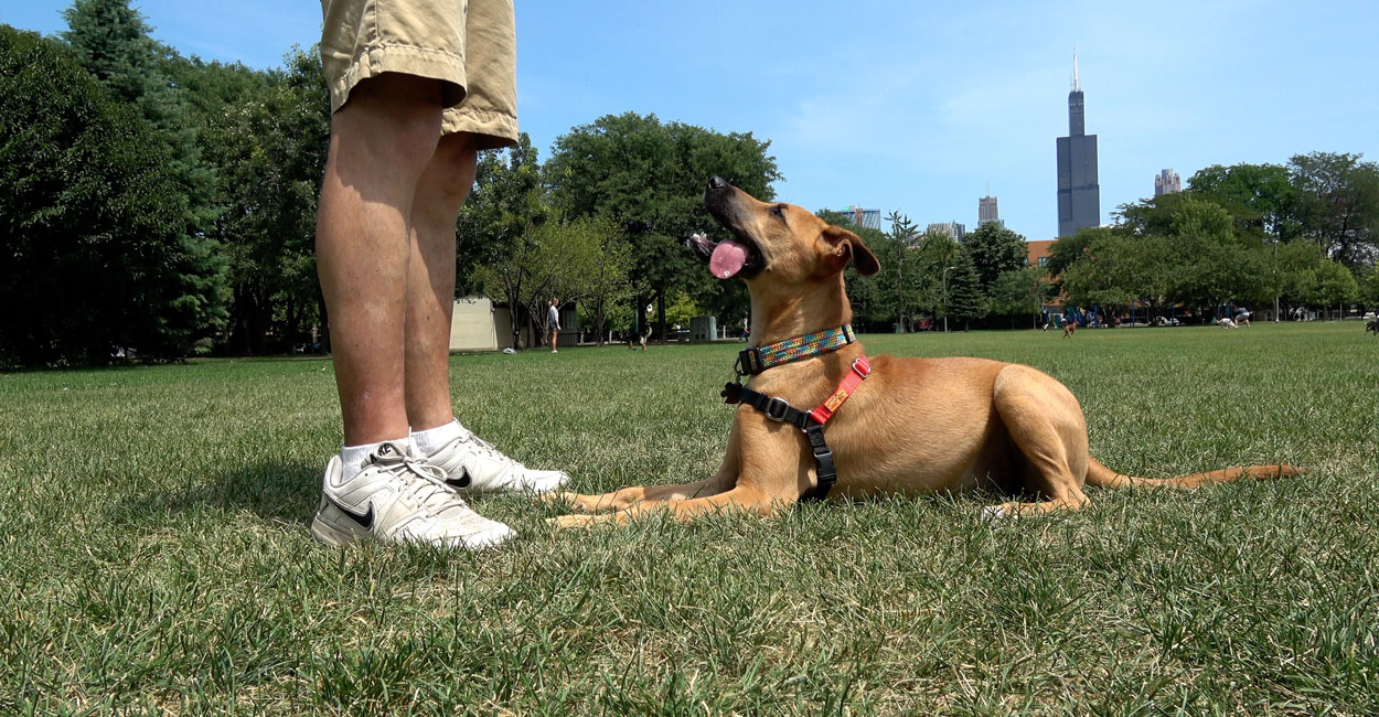 Dog Training Prices in Chicago