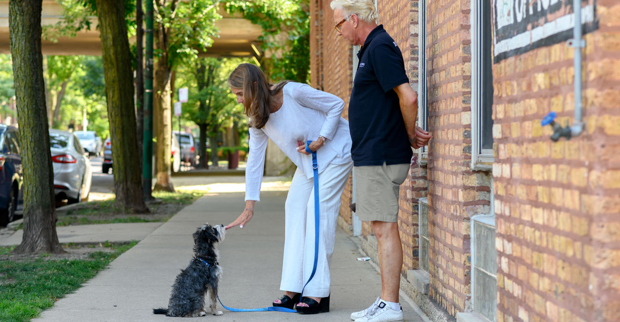 Private Dog Training Lessons In Chicago Tucker Pup S Pet Resort